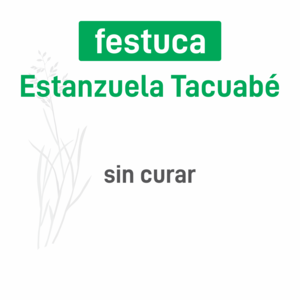 Festuca Estanzuela Tacuabé