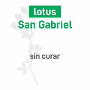 Lotus San Gabriel
