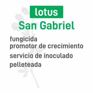 Lotus San Gabriel s. inoculado pell