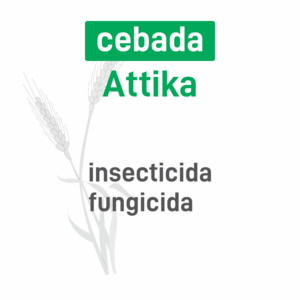 Cebada Attika insec