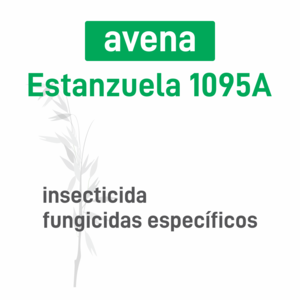 Avena Estanzuela 1095A insec