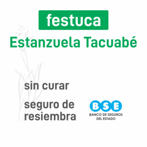 Festuca Estanzuela Tacuabé BSE