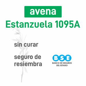Avena Estanzuela 1095A BSE
