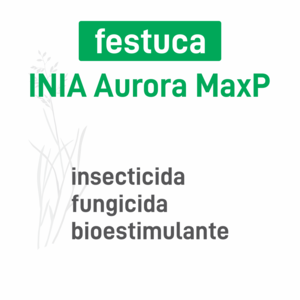Festuca INIA Aurora MaxP insec+pro