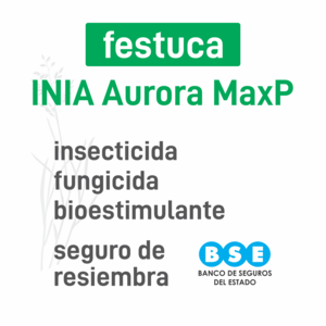 Festuca INIA Aurora MaxP insec+pro BSE
