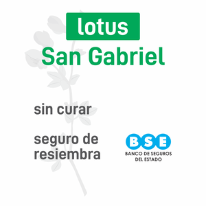 Lotus San Gabriel BSE